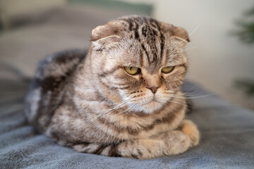 Upset cat Scottish Fold looks thoughtfully while lying on the couch. Close-up. Concept of psychological health of animals.