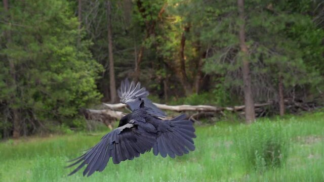 A crow flying in slow motion