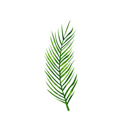 Green plant branches on a white background. Tropical split leaf philodendron  leaves collection. Watercolor isolated elements on the white background. Tropical leaves set