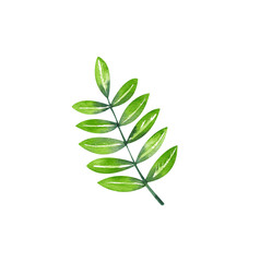 Green plant branches on a white background. Tropical split leaf philodendron  leaves collection. Watercolor isolated elements on the white background. Tropical leaves set