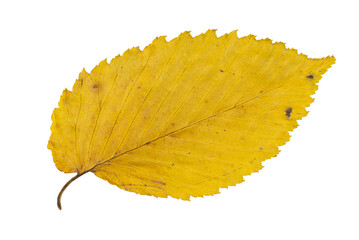 Close-up of autumn leaf isolated on white background