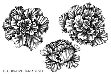 Vector set of hand drawn black and white decorative cabbage