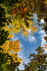 wonderful colorful autumn scenery at a forest