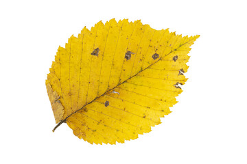 Close-up of autumn leaf isolated on white background