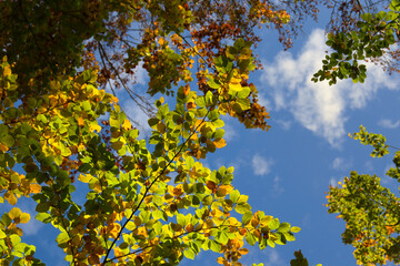wonderful colorful autumn scenery at a forest