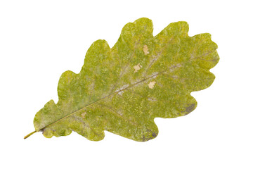 Close-up of autumn leaf isolated on white background