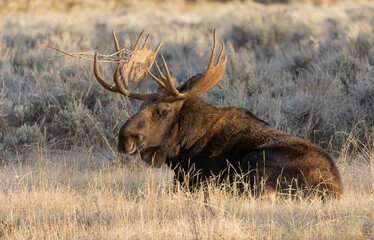 Naklejka na ściany i meble Bull Shiras Moose in Autumn in Wyoming