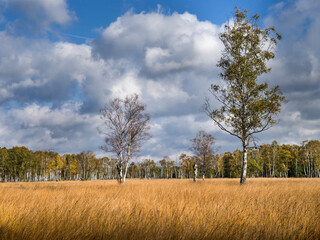 Fototapeta na wymiar Duvenstedter Brook Moor in Hamburg Herbst