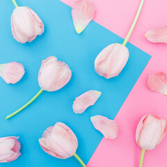 Tulips flowers on blue and pink background. Top view