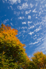 Fototapeta na wymiar wonderful colorful autumn scenery at a forest