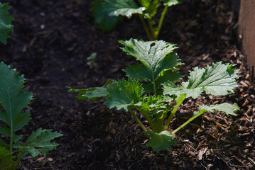 The lettuce growing in the home garden