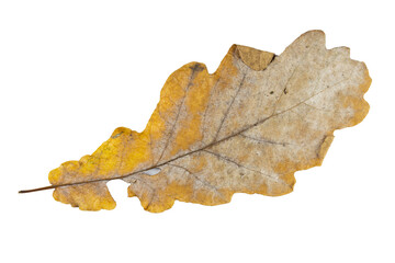 Close-up of autumn leaf isolated on white background