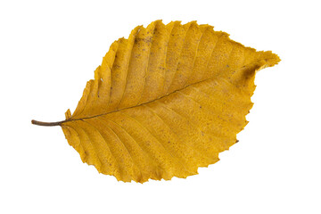 Close-up of autumn leaf isolated on white background