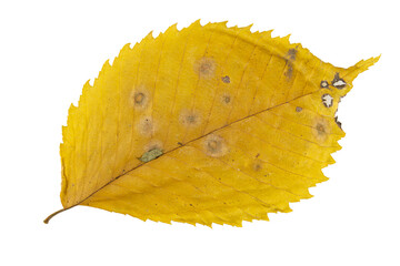 Close-up of autumn leaf isolated on white background