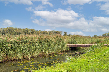 Flowering reed plumes along a watercourse