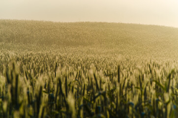 an ear of wheat in the fog. Early summer morning