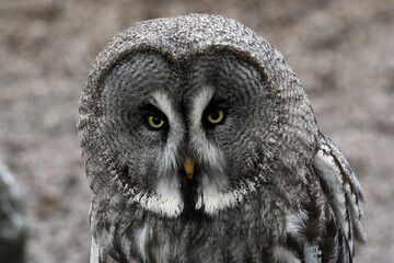 Great grey owl