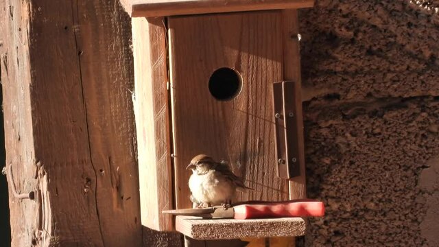 Haussperling (Passer domesticus)