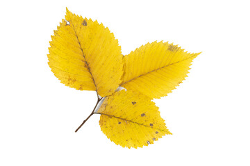 Close-up of autumn leaf isolated on white background