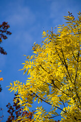 wonderful colorful autumn scenery at a forest