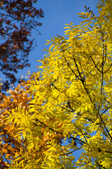 wonderful colorful autumn scenery at a forest