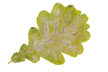 Close-up of autumn leaf isolated on white background