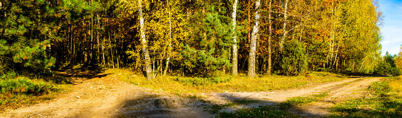 road through the autumn forest on a beautiful sunny day