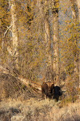 Bull Shiras Moose in Autumn in Wyoming