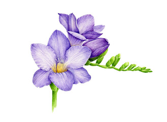 Violet freesia flower watercolor illustration. Hand painted lavander botanical freesia flower with green buds in the full bloom. Lilac fresh blossom isolated on white background