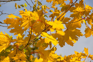 wonderful colorful autumn scenery at a forest