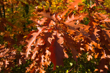 wonderful colorful autumn scenery at a forest