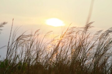 sunset over grass