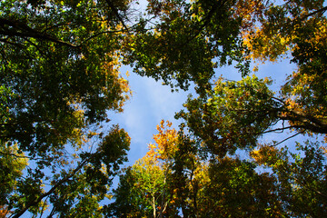 wonderful colorful autumn scenery at a forest