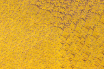Yellow and green autumn leaf texture