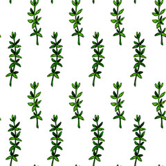 Hand drawn thyme seamless pattern. Herbal print in colored sketch style. Vector illustration