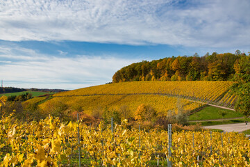 colorful vineyard in Germany in autumn