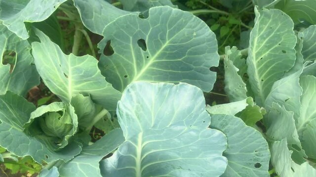 Cabbage patch, camera movement along small heads of green cabbage
