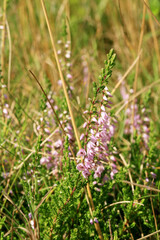 Blooming heathers in Stolowe Mountains National Park in Poland, 
Detail of a flowering heather...