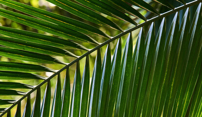 Close-up view of the palm leaf