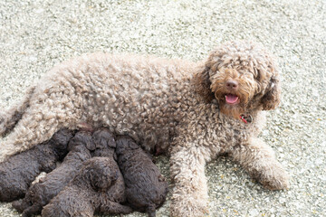 perros de raza agua español