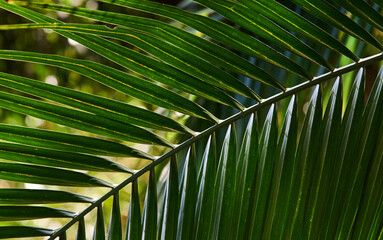 Fototapeta premium Close-up view of the palm leaf