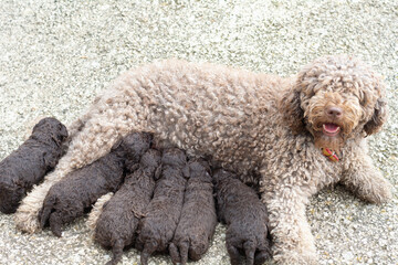 perros de raza agua espa&ntilde;ol