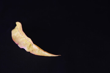 single leaf on black