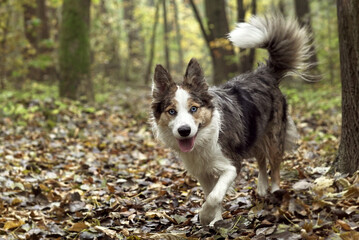 Border collie on a walk in the park best dog and friend
