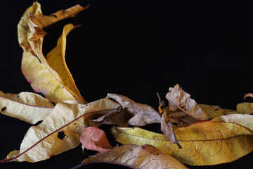 autumn leaves on a black
