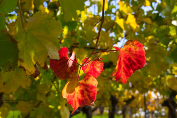 Autumn grapes with red and yellow leaves from Pinot Noir