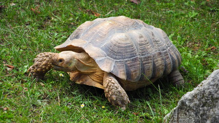 Schildkröte