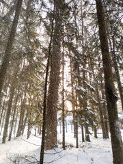 forest in winter
