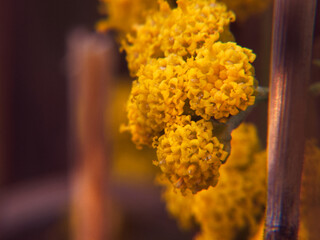 roślina macro natura bokeh przyroda © Piotr