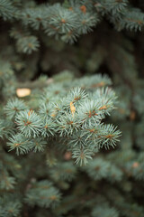 Blue spruce branches close-up. Selective focus